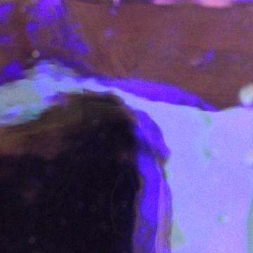 AR16 Deep Purple Wavy