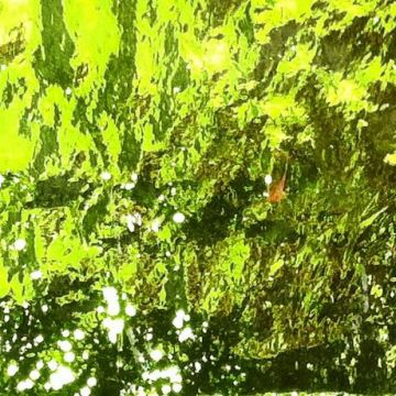 Verde Erba