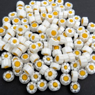 T55 White Daisy
