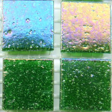 WN26 Abalone 